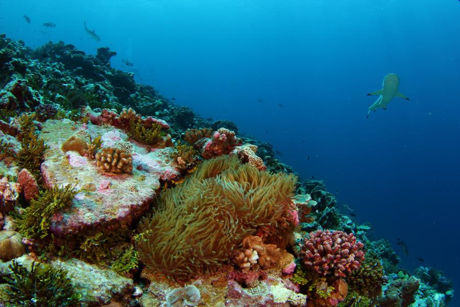 a reef slope with reef shark seen  but not clearly.