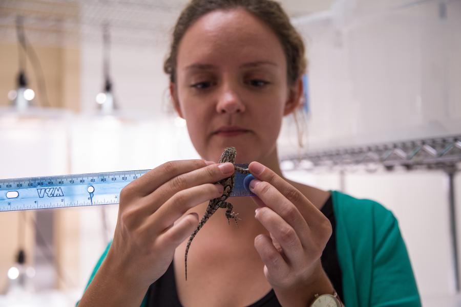 Dr Kirsty MacLeod measuring a lizard