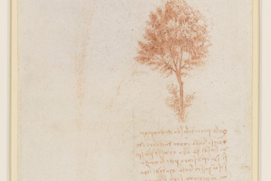 Drawing of trees in red ink and script underneath on right of page