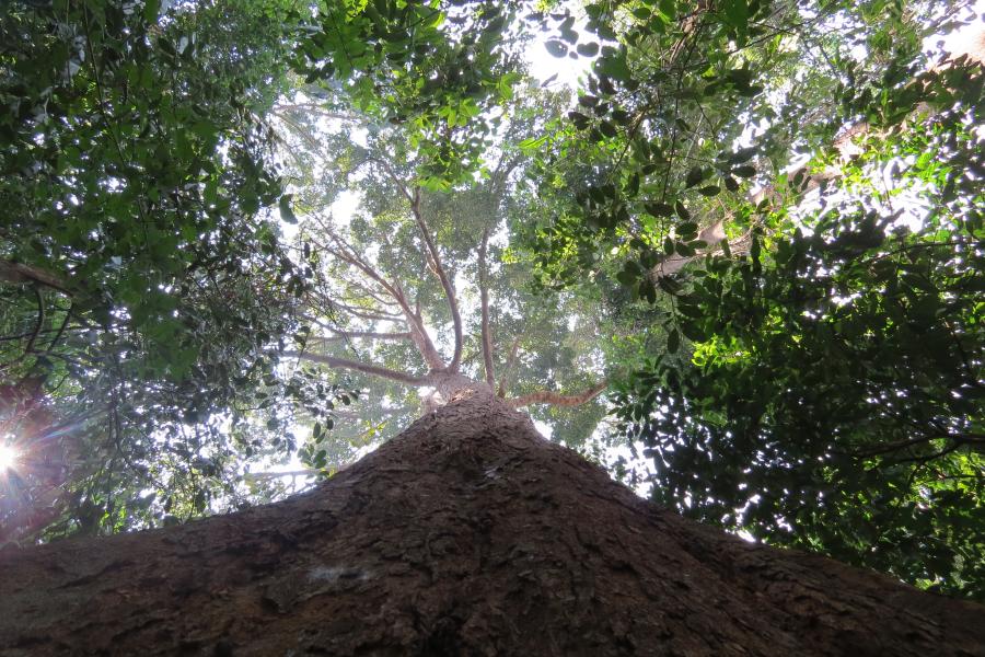 Looking up the trunk of a rubber tree at the canopy and sky beyond