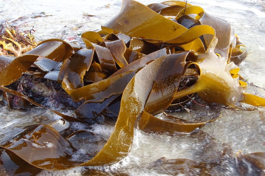  some greeny-brown kels-like seaweed fronds