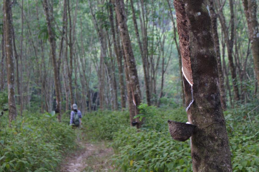 Gwelir person mewn  planhigfa coed rwber, sydd yn cael eu 'tapio' i hel y sudd rwber. persn seen in a rubber tree plantation being tapped for rubber.