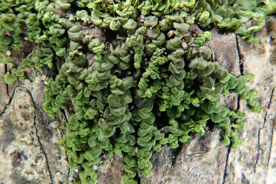 Frullania moss on rock 