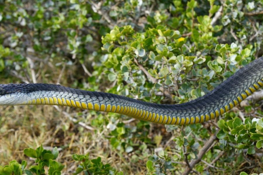  a dark snake with yellow underbelly crosses ground