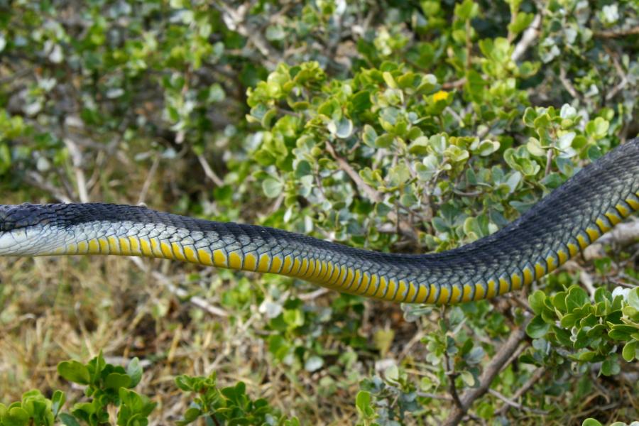a dark snake with yellow underbelly crosses ground