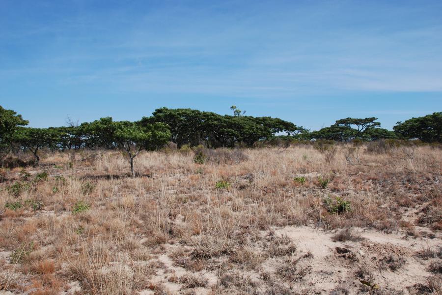 grassland and scub with distant trees