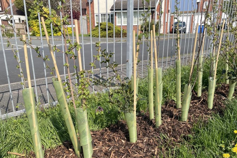  saplings grow along a fence