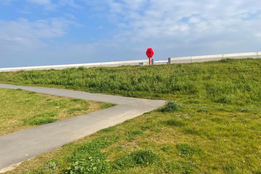  a pathway through a meadow