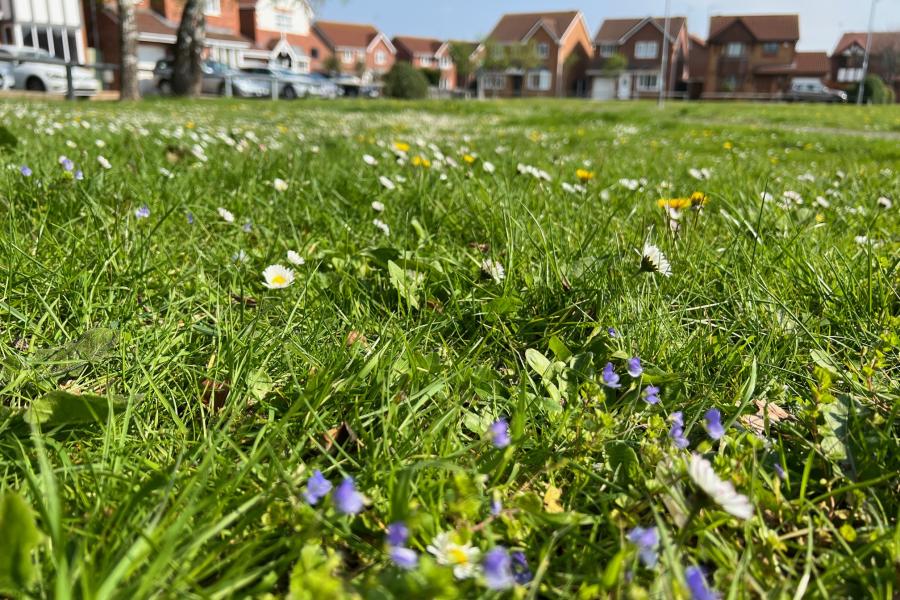 wildflowers dot the grass- ground level image.