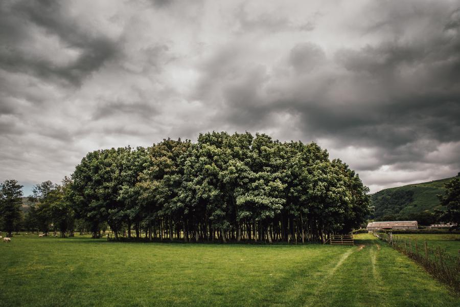 A stand of deciduous trees under grey clouds