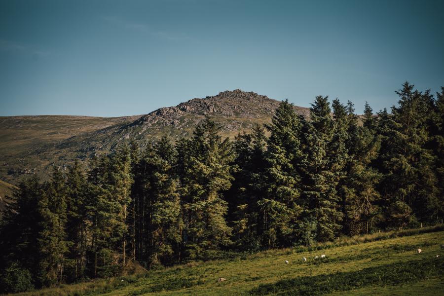 Coes pîn yn sefyll o flaen bryn creigiog yn codi i'r cefn.