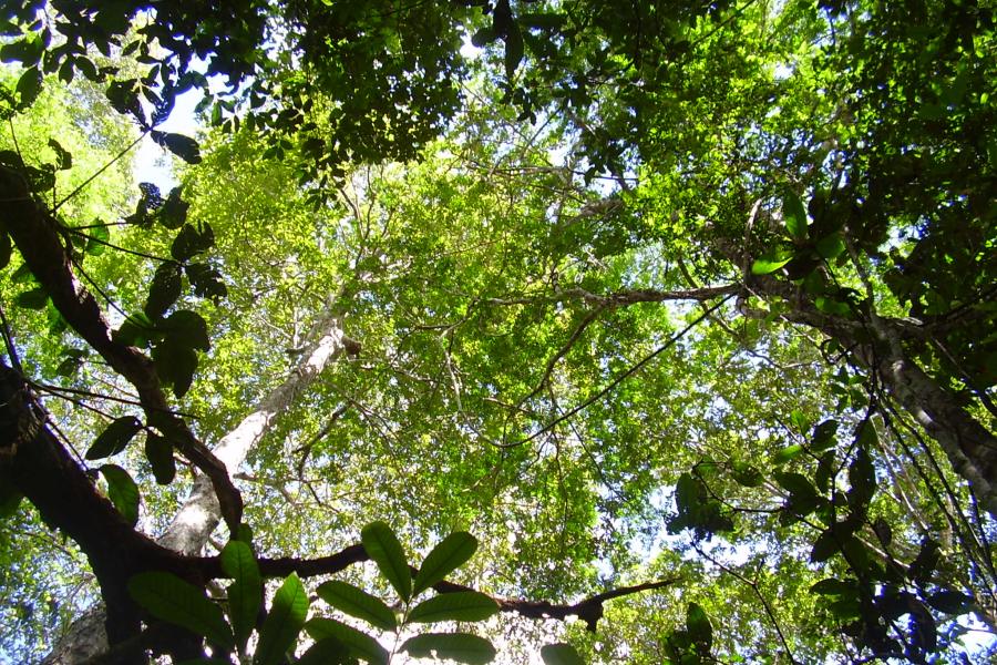 Canopy of old-growth forest in the Peruvian Amazon