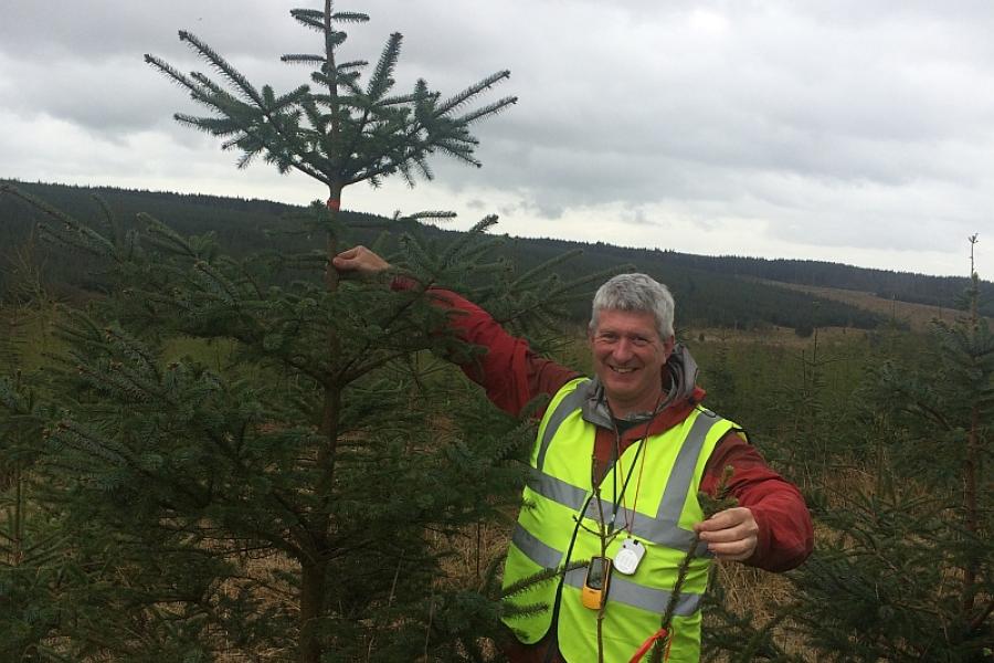 Professor Andy Smith visiting a Sitka spruce plantation in Scotland 