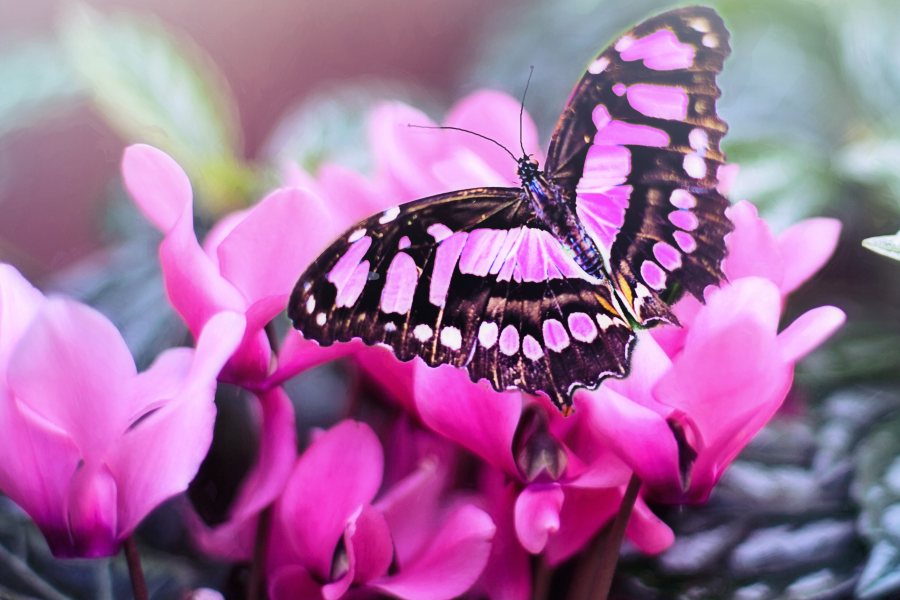 Butterfly Glöyn byw