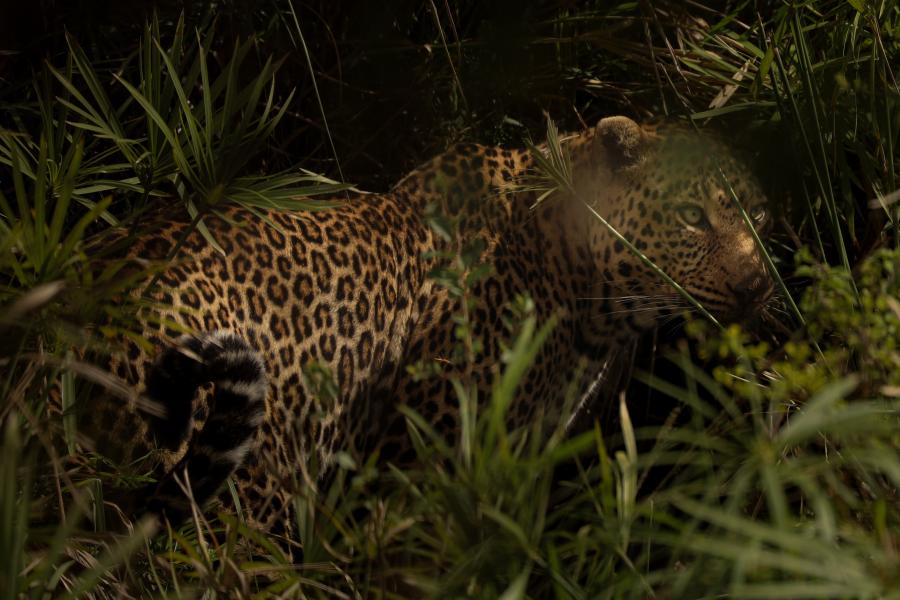 A leopard in the bushes, taken by Owen Eaton during his placement year in Kenya