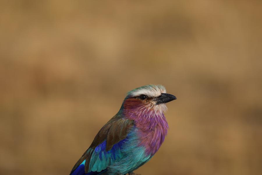 Aderyn gwyrddlas, glas a phorffor o'r enw 'lilac breasted roller' yn sefyll ar frigyn. Llun wedi ei gymryd gan Owen Eaton yn ystod ei flwyddyn ar leoliad yn Kenya.