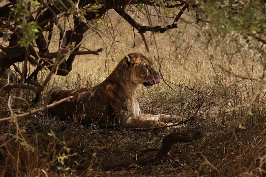 A lioness laying down under the shade of a tree, taken by Owen Eaton during his placement year in Kenya