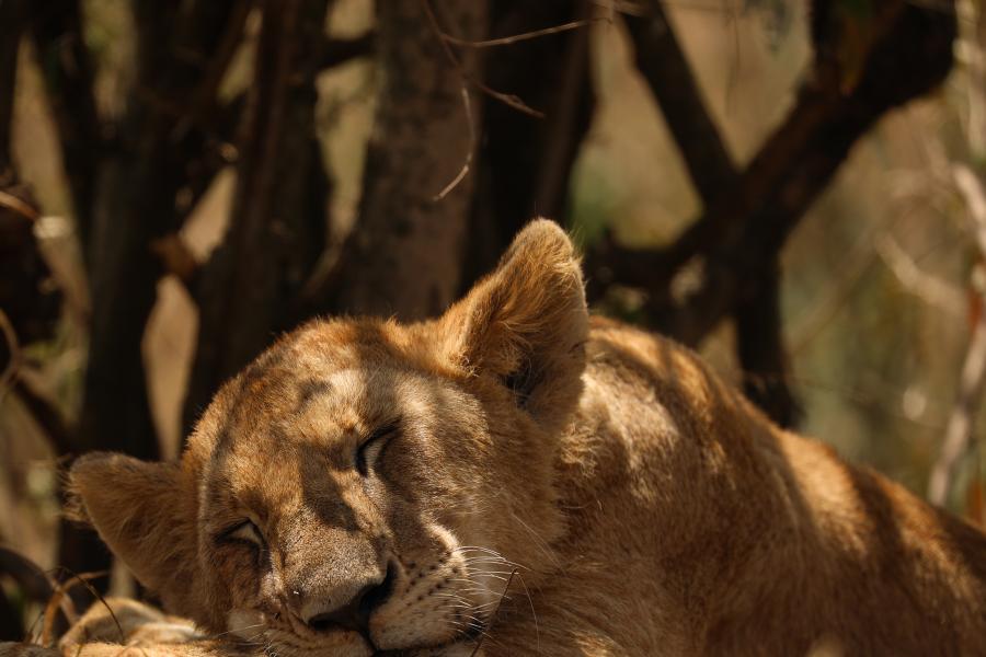 A lion cub sleeping under bushes, taken by Owen Eaton during his placement year in Kenya