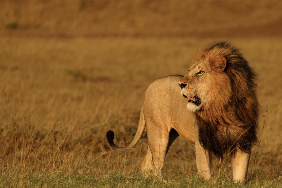 Llew yn Kenya, wedi ei gymryd gan Owen Eaton yn ystod ei flwyddyn ar leoliad yn Kenya