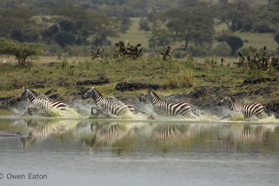 Sebra yn rhedeg trwy ddwr, wedi ei gymryd gan Owen Eaton yn ystod ei flwyddyn ar leoliad yn Kenya