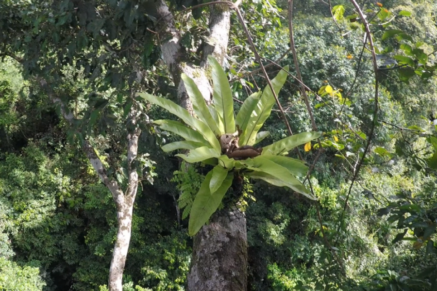 Rhedynen Asplenium nidus mewn coedwig law mewn ardal gadwraeth yn Sabah, Malaysia