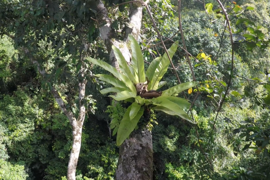 Bird’s nest fern, Asplenium nidus, in the rainforest canopy in the Danum Valley Conservation Area, Sabah, Malaysia