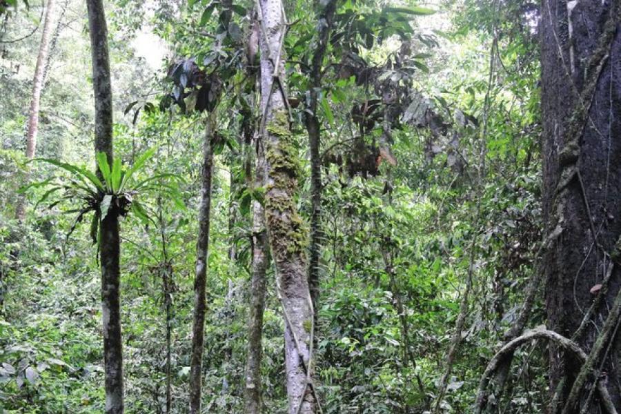 Bird’s nest fern, Asplenium nidus, in the rainforest canopy in the Danum Valley Conservation Area, Sabah, Malaysia