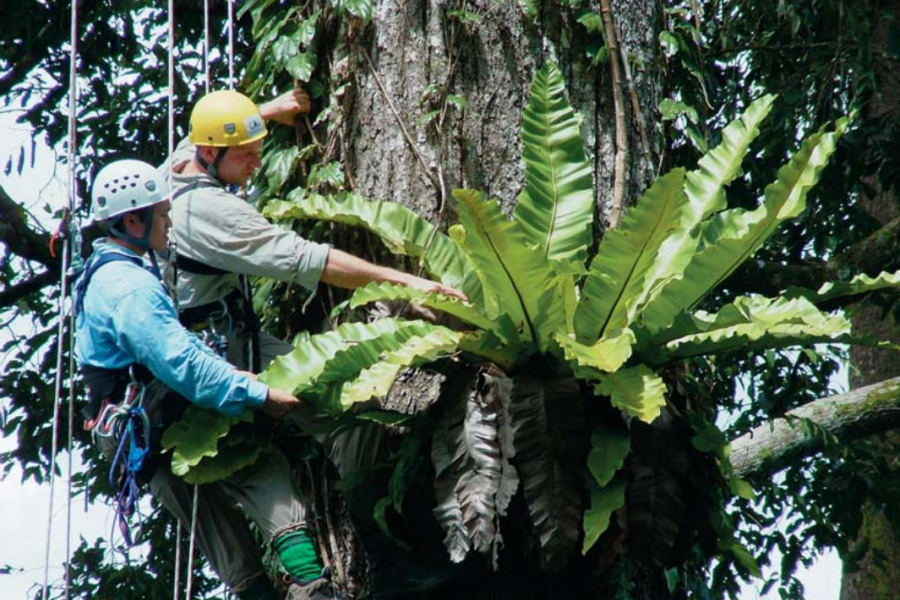 Two researchers, hanging by ropes, sampling Bird's Nest Fern in the rainforest canopy in Malaysia