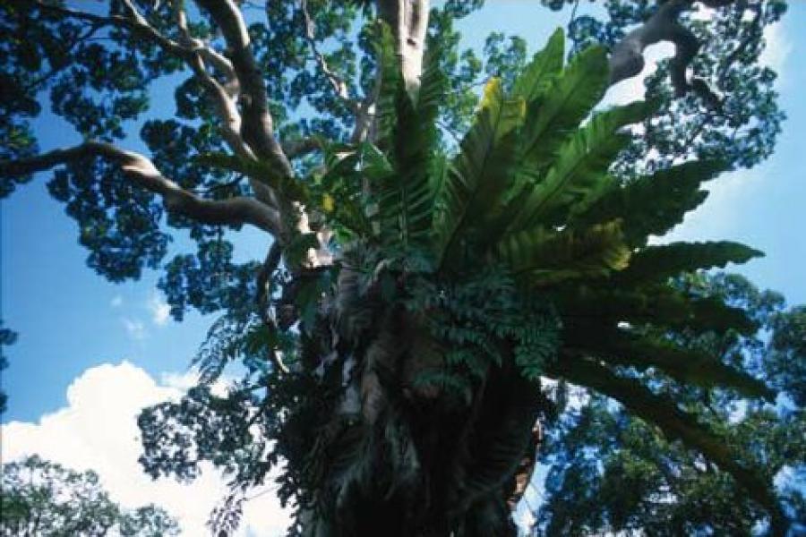 Bird’s nest fern, Asplenium nidus, in the rainforest canopy in the Danum Valley Conservation Area, Sabah, Malaysia