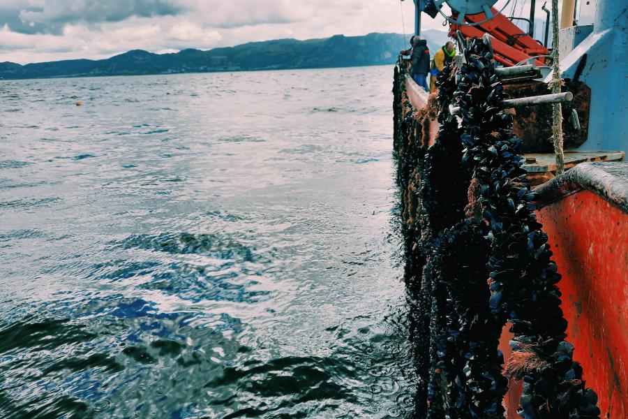 Mussel farm off conwy bay- boat with rope grown mussels 