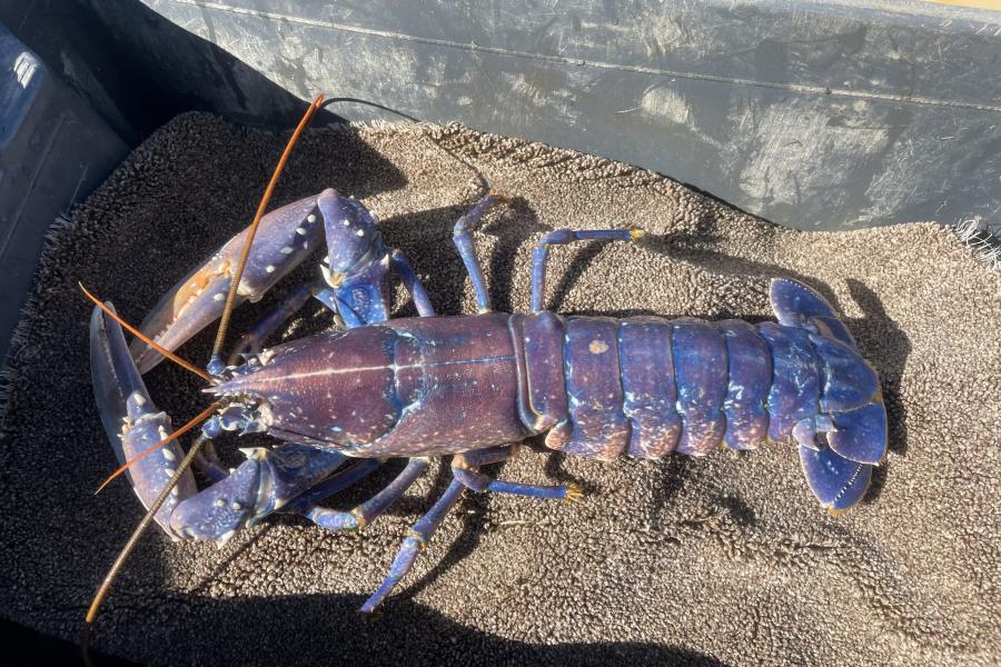 Cimwch Ewropeaidd - Homarus gammarus