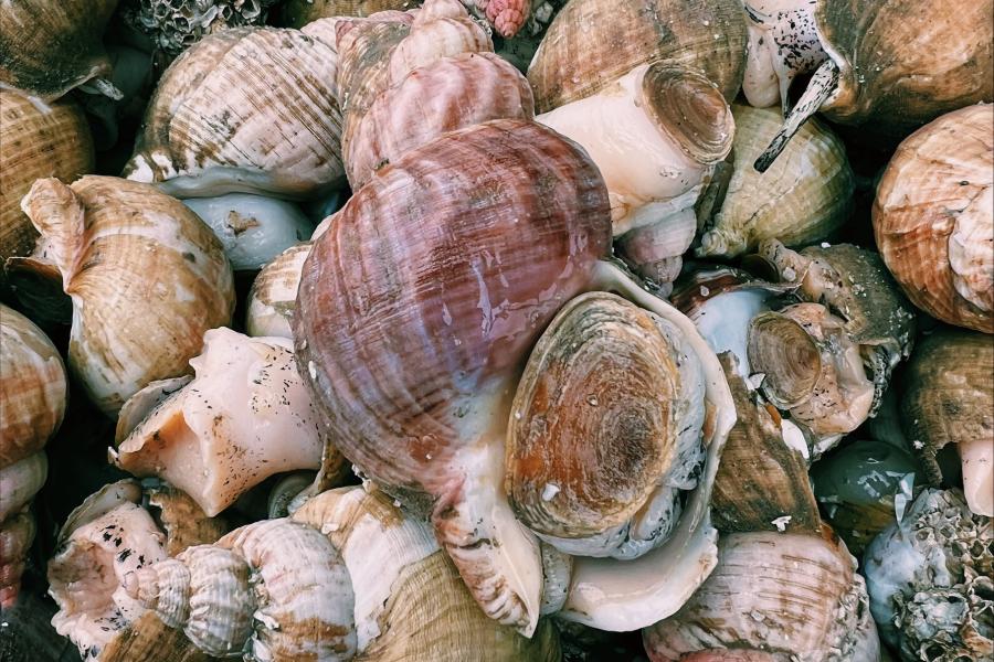 Box full of whelk 