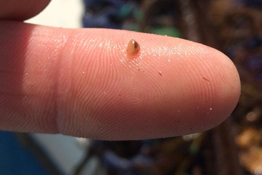 A seed on a finger