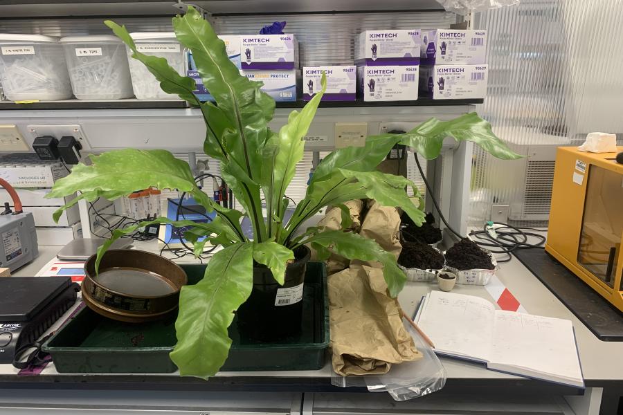 A picture of a birds nest fern in a tray on a lab worktop. There is also a notebook, a metal sieve and soil samples on the worktop