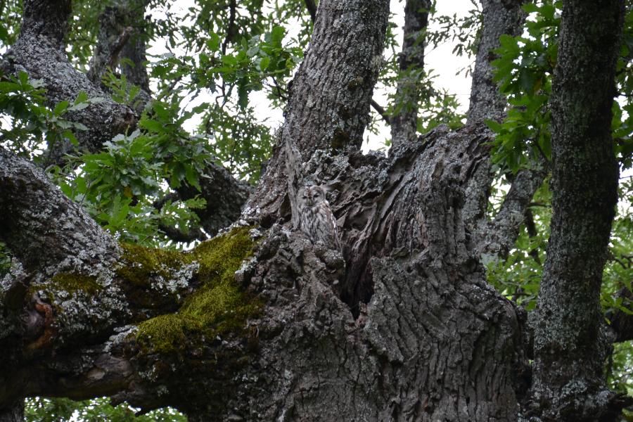 Mae cuddliw y dylluan frech yn e o wneud yn anodd i'w gweld yn erbyn bonyn coedenA well disguised tawny owl sits in a tree