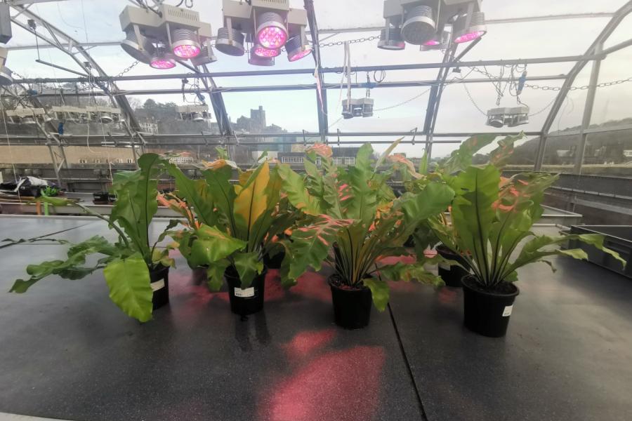 A picture of 12 ferns growing in pots in a greenhouse