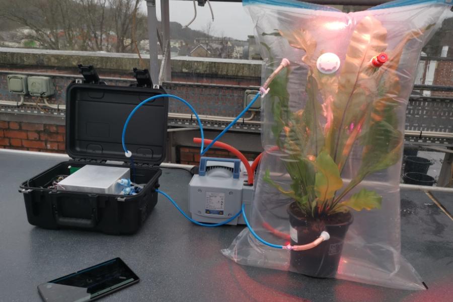 A picture of a bird's nest fern in a vacuum bag to monitor carbon dioxide and nitrous oxide flux