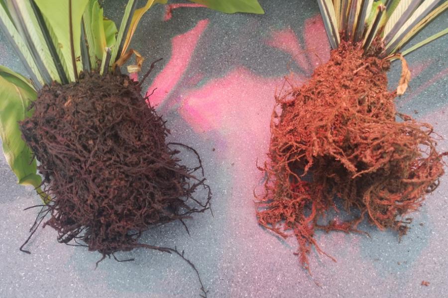 A picture comparing the root balls of bird's nest ferns before and after desiccation