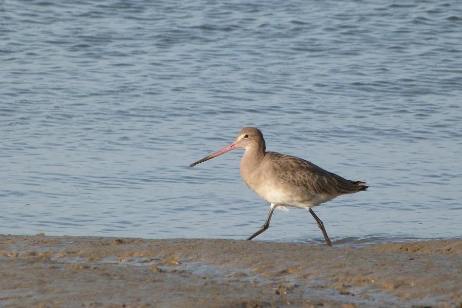  a  long-beaked black-tailed godwit strides along te shore-line