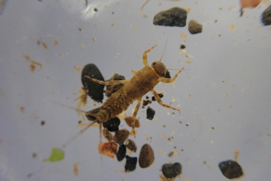 insect
