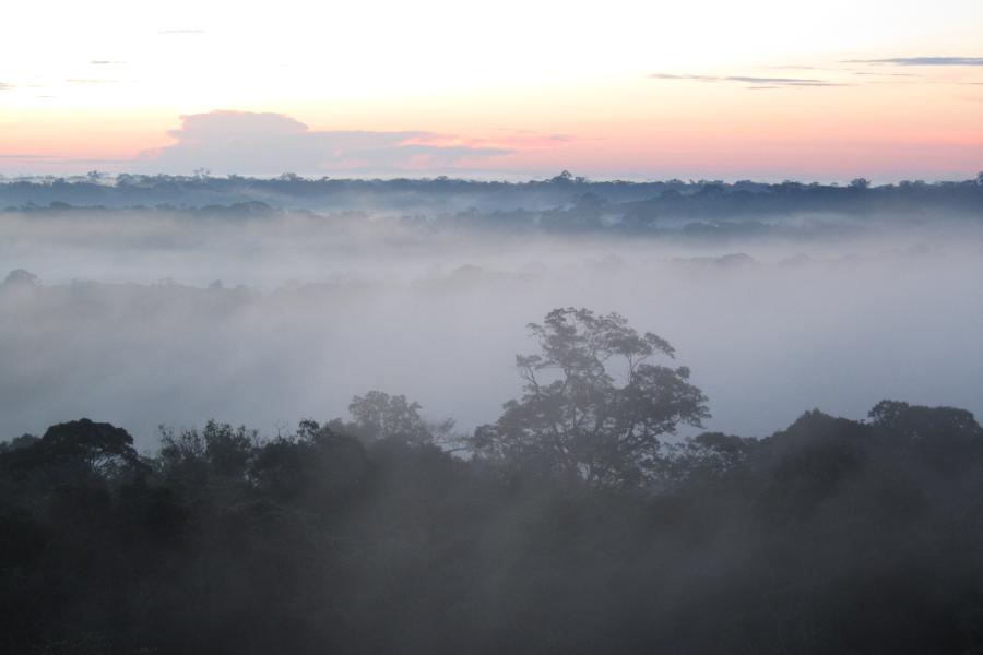  a forest seen with mist above