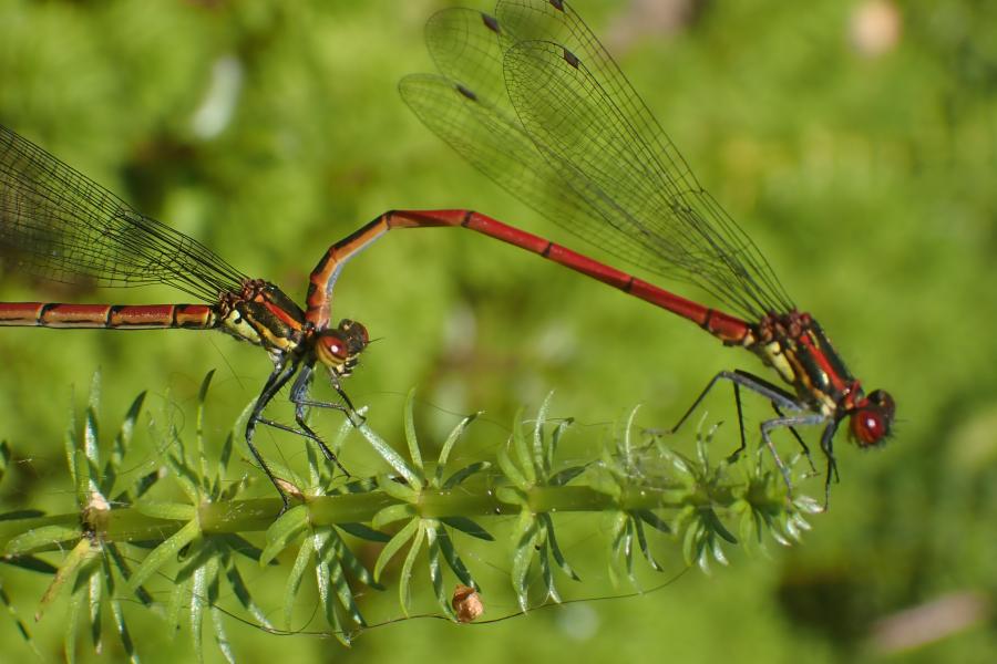 two adult damsel flies