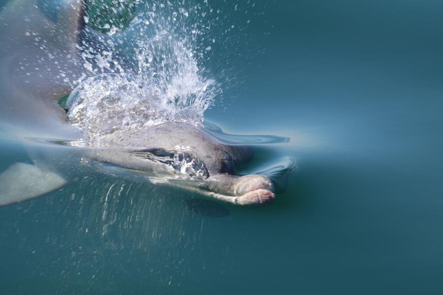 A dolphin breaks the surafce and exhales, causing a splash of water