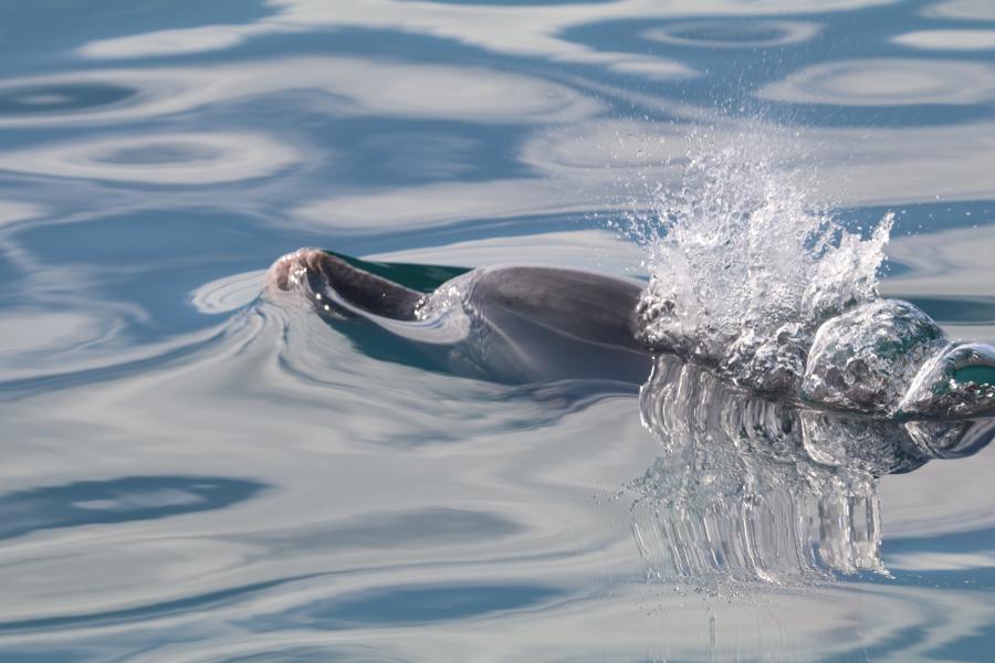  a bottlenose dolphin exhales