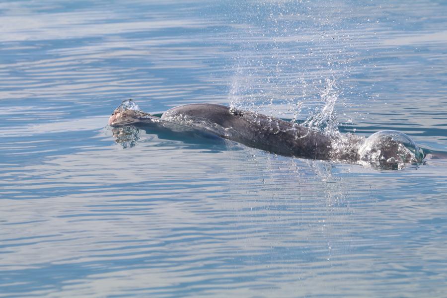  a dolphin breaks the surfare exhaling and spraying water