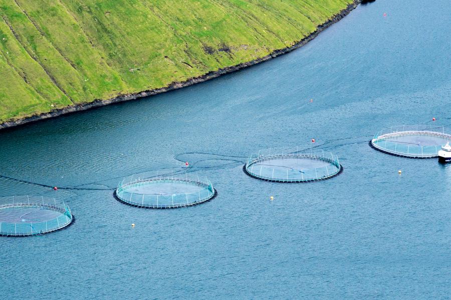 Salmon aquaculture