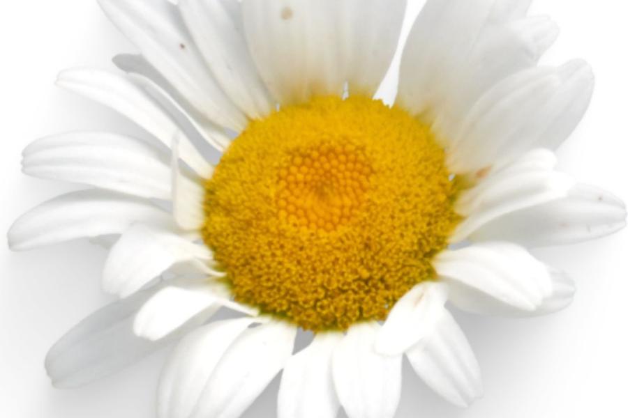 Image of daisy - Delwedd llygad y dydd