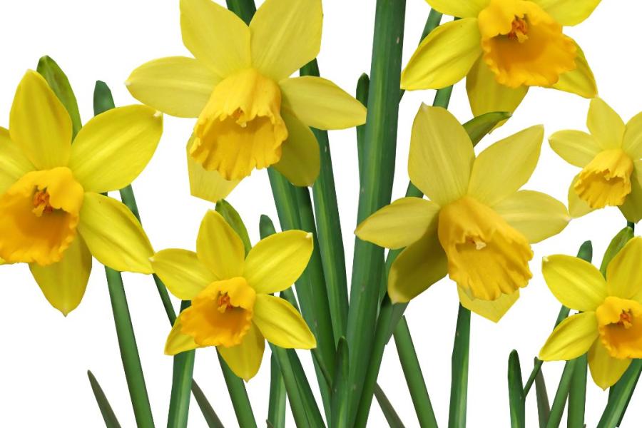 Image of daffodils - Delwedd o gennin Pedr