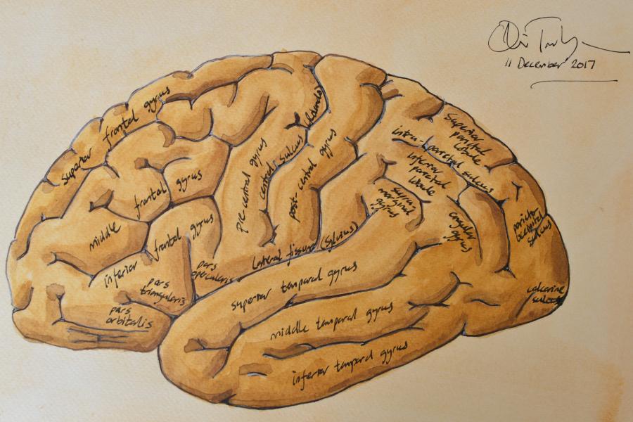 Lateral sketch by Professor Oliver Turnbull