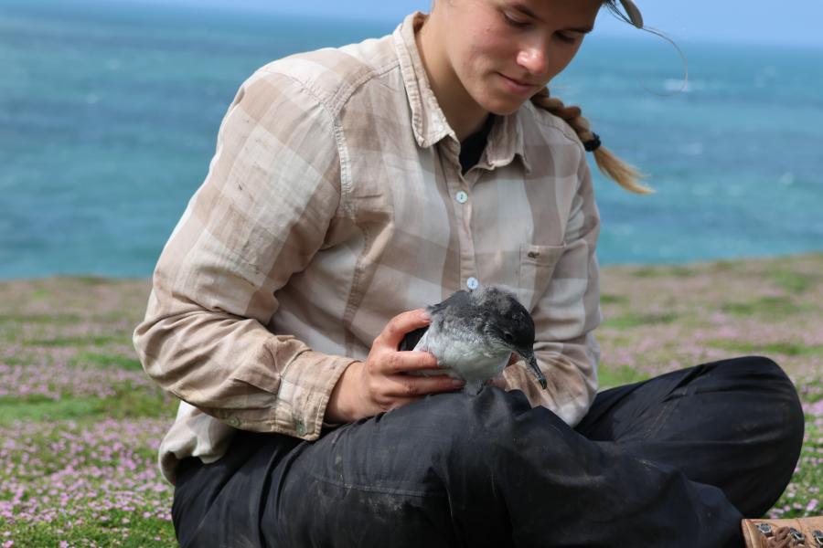 Amelia is sat on the ground with the sea in the background holding a Manx shearwater (a black and white seabird) on her lap